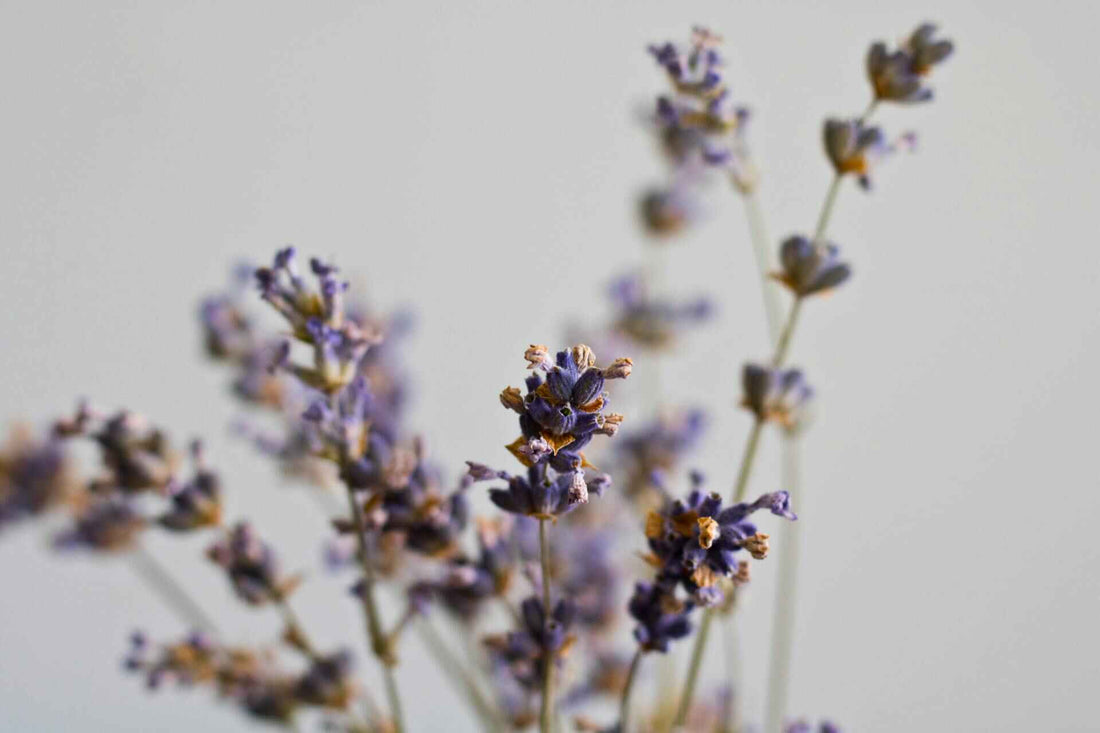 lavender essential oil; daily routine; lavender flowers; aromatherapy; gift ideas; scented candle; gift singapore
