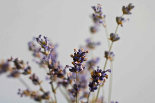 lavender essential oil; daily routine; lavender flowers; aromatherapy; gift ideas; scented candle; gift singapore